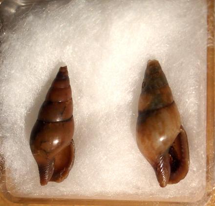 mitrella sp